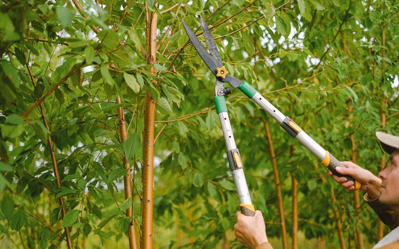 Tree trimming in Lovilia, IA
